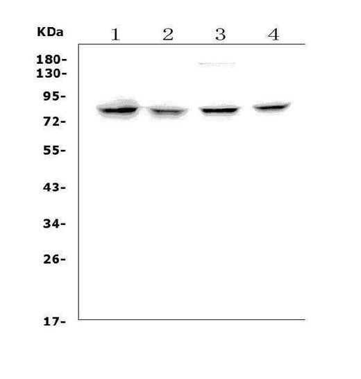 Anti-Growth hormone receptor/GHR Picoband® Antibody Boster Bio