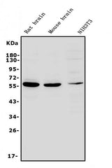 Anti-RNF8 Antibody Picoband® Boster Bio