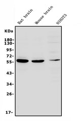 Anti-RNF8 Antibody Picoband® Boster Bio