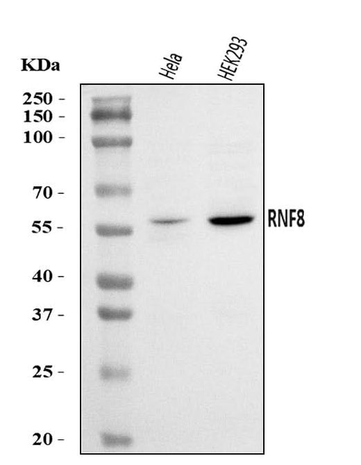 Anti-RNF8 Antibody Picoband® Boster Bio
