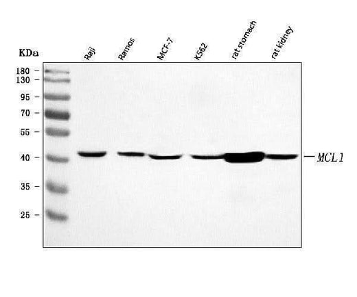Anti-MCL1 Antibody Picoband® Boster Bio