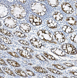 Anti-MUC5B Antibody Boster Bio