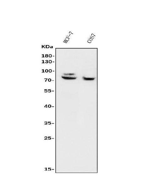 Anti-FOXP1 Antibody Picoband® Boster Bio