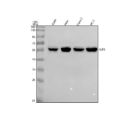 Anti-KLF5 Antibody Picoband® Boster Bio