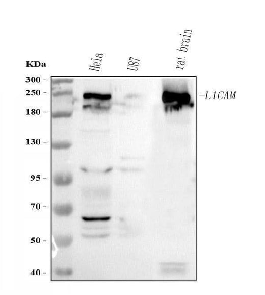 Anti-L1CAM Antibody Picoband® Boster Bio