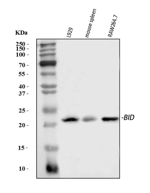 Anti-Bid Antibody Picoband® Boster Bio