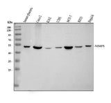 Anti-MMP1 Antibody Picoband® Boster Bio