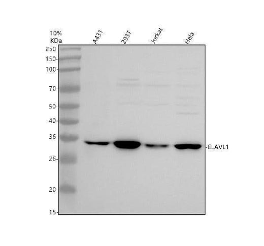 Anti-CHCHD4 Antibody Picoband® Boster Bio
