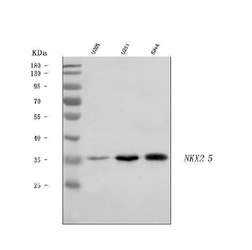 Anti-Nkx2.5/NKX2-5 Antibody Picoband® Boster Bio