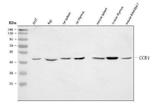 Anti-CCR4 Antibody Picoband® Boster Bio