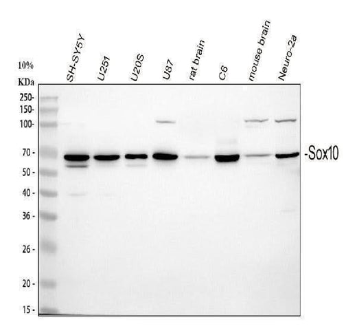 Anti-SOX10 Antibody Picoband® Boster Bio