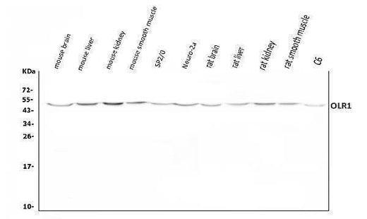 Anti-LOX 1/Olr1 Antibody Picoband® Boster Bio