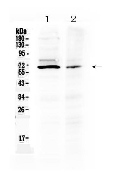 Anti-AMH Antibody Picoband® Boster Bio