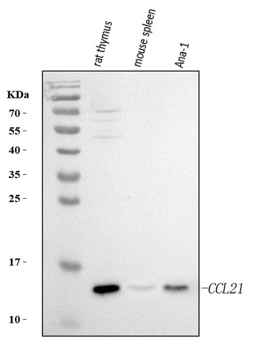 Anti-Ccl21 Antibody Picoband® Boster Bio