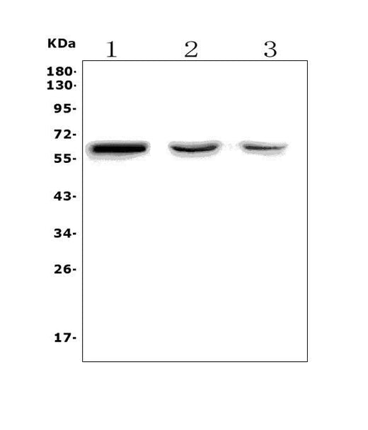 Anti-RBPJK/RBPJ Picoband® Antibody Boster Bio