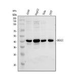Anti-Ogg1 Antibody Picoband® Boster Bio