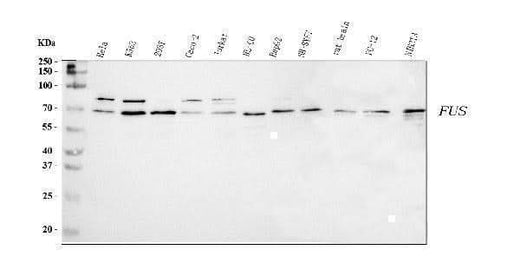 Anti-TLS/FUS Antibody Picoband® Boster Bio