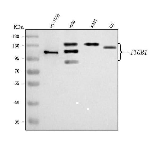 Anti-Integrin Beta 1/ITGB1 Antibody Picoband® Boster Bio