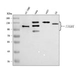 Anti-Integrin Beta 1/ITGB1 Antibody Picoband® Boster Bio
