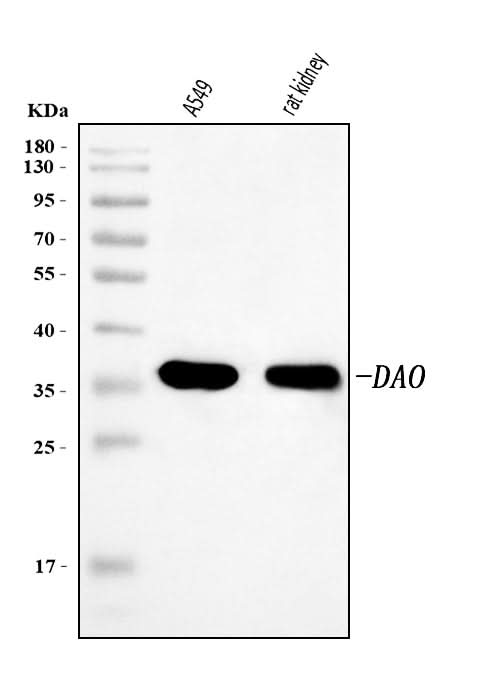 Anti-DAO Antibody Picoband® Boster Bio