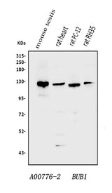 Anti-Bub1 Antibody Picoband® Boster Bio