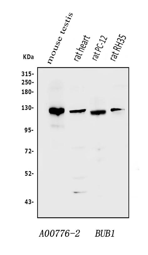 Anti-Bub1 Antibody Picoband® Boster Bio