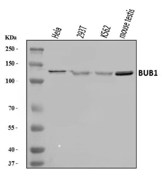 Anti-BUB1 Antibody Picoband® Boster Bio