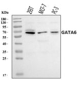 Anti-GATA6 Antibody Picoband® Boster Bio