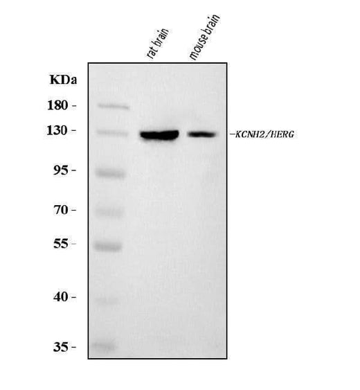 Anti-H-ERG/KCNH2 Antibody Picoband® Boster Bio