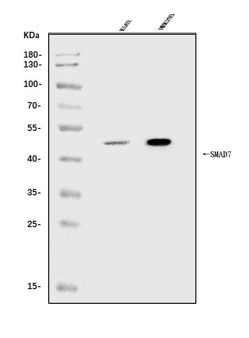 Anti-MADH7/SMAD7 Antibody Picoband® Boster Bio
