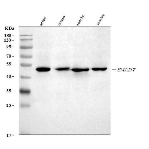 Anti-MADH7/SMAD7 Antibody Picoband® Boster Bio