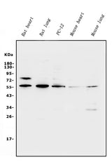 Anti-Xrcc4 Antibody Picoband® Boster Bio