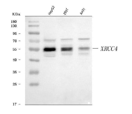Anti-XRCC4 Antibody Picoband® Boster Bio