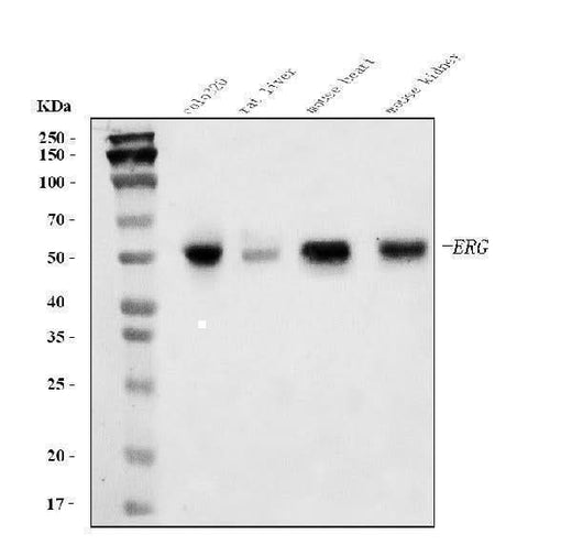 Anti-ERG Antibody Picoband® Boster Bio
