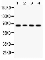 Anti-LBP Antibody Picoband® Boster Bio