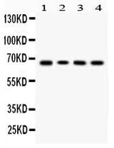 Anti-LBP Antibody Picoband® Boster Bio