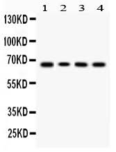 Anti-LBP Antibody Picoband® Boster Bio