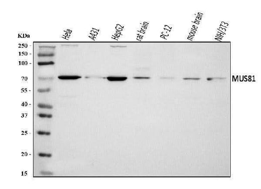 Anti-MUS81 Antibody Picoband® Boster Bio