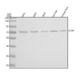 Anti-CHM Antibody Picoband® Boster Bio