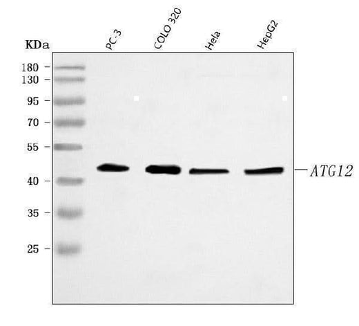 Anti-ATG12 Antibody Picoband® Boster Bio