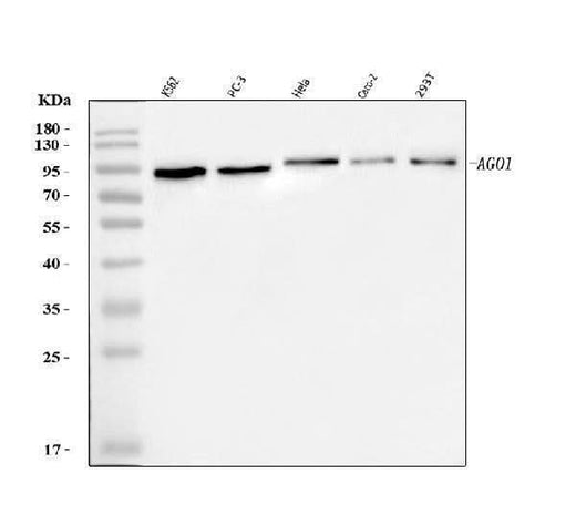Anti-AGO1 Antibody Picoband® Boster Bio