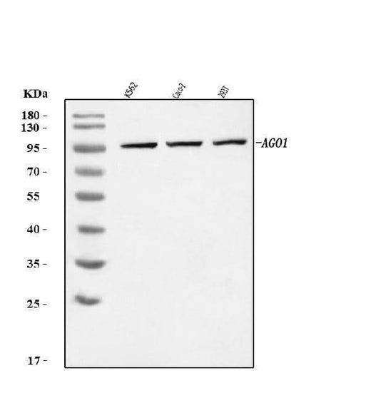 Anti-AGO1 Antibody Picoband® Boster Bio