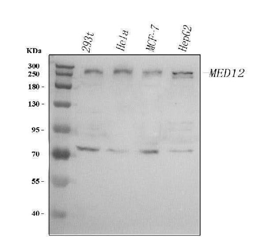 Anti-MED12 Antibody Picoband® Boster Bio