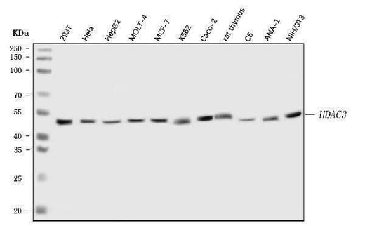 Anti-HDAC3 Antibody Picoband® Boster Bio