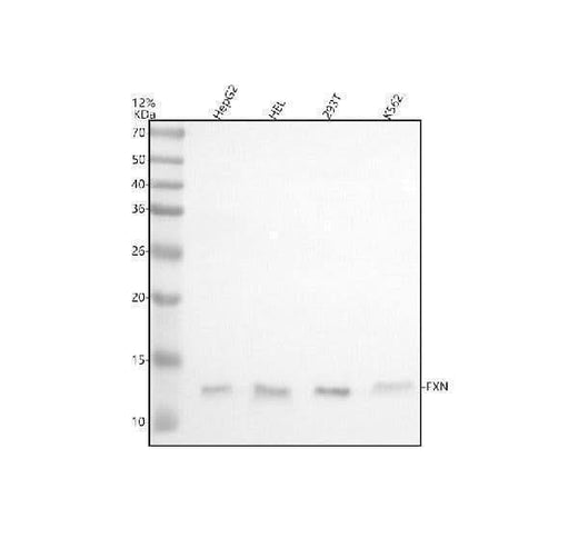 Anti-FXN Antibody Picoband® Boster Bio