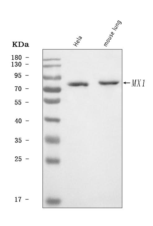 Anti-MX1 Antibody Picoband® Boster Bio