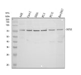 Anti-MX1 Antibody Picoband® Boster Bio