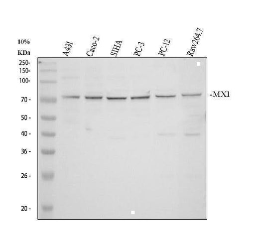 Anti-MX1 Antibody Picoband® Boster Bio