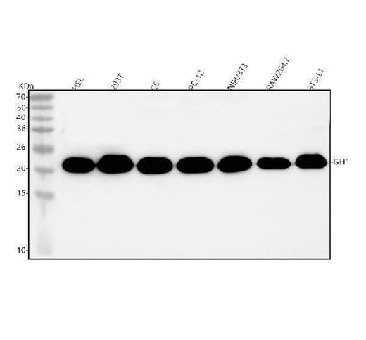 Anti-GH1 Antibody Picoband® Boster Bio