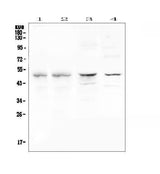 Anti-CFP Antibody Picoband® Boster Bio